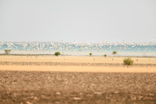 Larus Genei at Farasan Biosphere Reserve