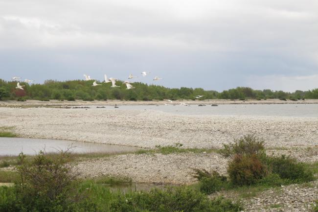 Osmussaare