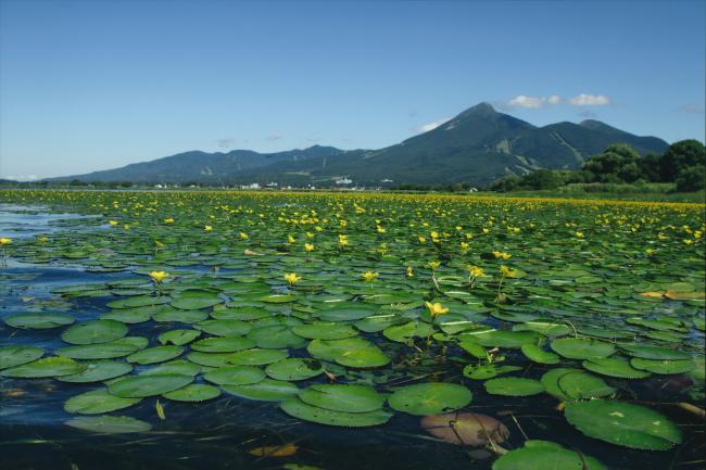 Fringed Water-lily on the northern side of Lake Inawashiro