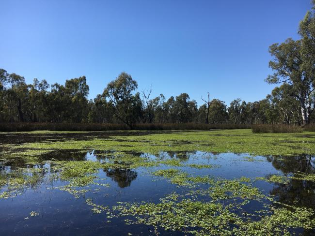Gunbower forest flood plain (floating primrose) 
