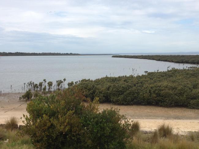 Western Port Ramsar Site, mangrove community, Blind Bight