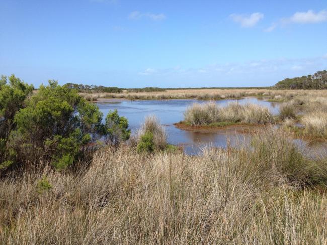 Western Port Ramsar Site, saltmarsh community, Bittern