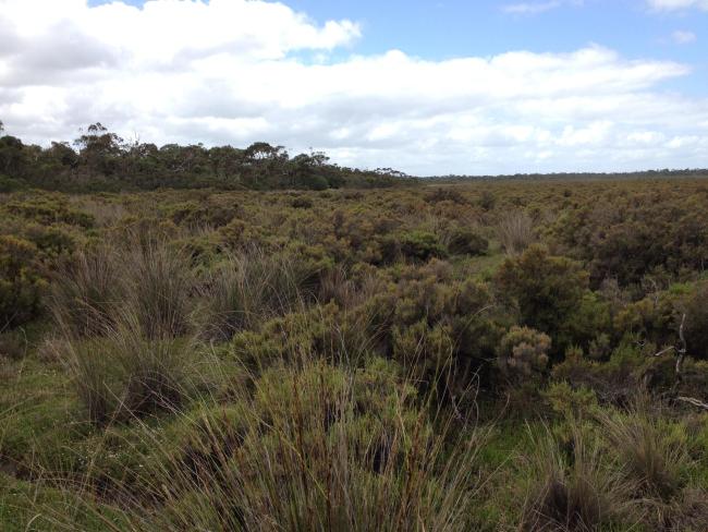 Western Port Ramsar Site, saltmarsh community, Tooradin