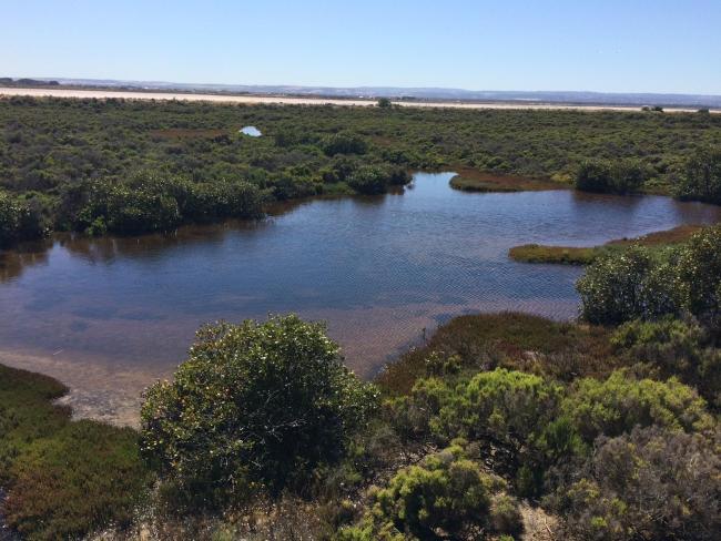 Mangroves and saltmarsh at Corner Inlet - photo by Linda Reid