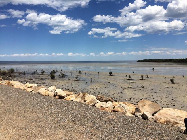 Mangrove seedlings at Corner Inlet - photo by Linda Reid