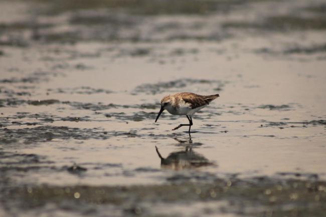 Playerito Calidris mauri en el Estuario de Virrilá.