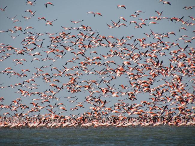 Flamencos en el estuario de Virrilá.
