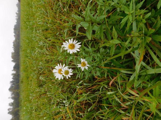 Hungarian Daisy (Leucanthomella serotina)