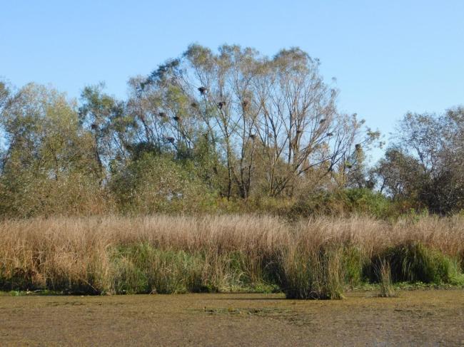 Great Cormorant colony