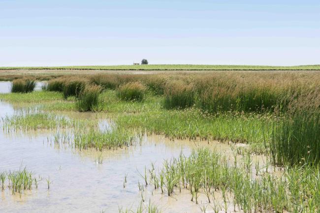 Juncal salino y comunidad de castañuela en la laguna de Manjavacas