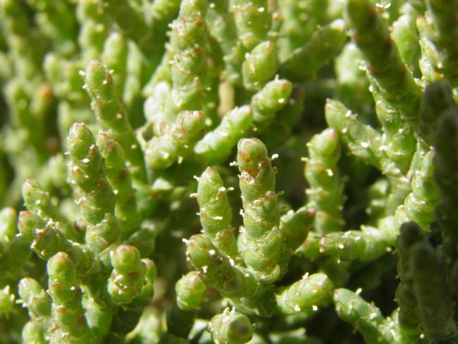 Salicornia ramosissima en flor en la laguna de Manjavacas