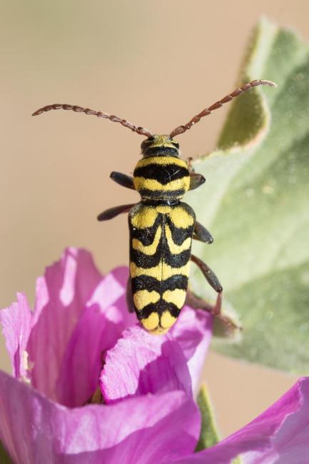 Escarabajo avispa (Plagionotus andreui) en su planta nutricia Lavatera triloba en la laguna de Manjavacas