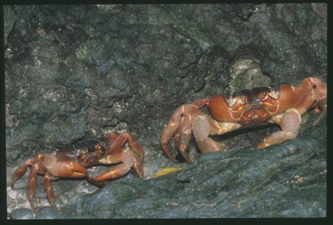 Red crabs at the Dales, Christmas Island. Date unknown.