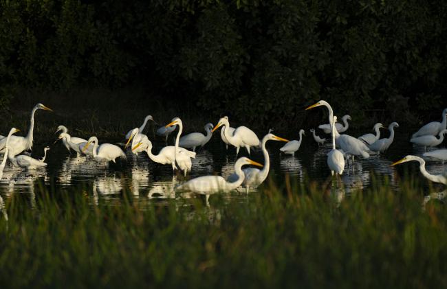 Great White Egrets (Ardea alba)