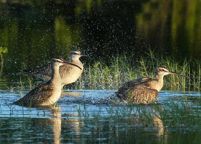 Whimbrels (Numenius phaeopus)