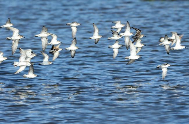 Shorebirds