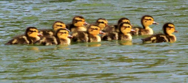 White Cheecked Pintails (Anas bahamensis)