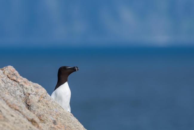 Razorbill 