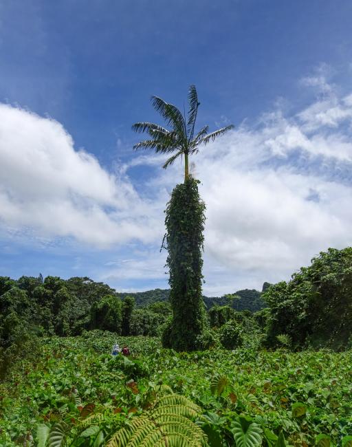 Merremia peltata impacted the natural vegetation of the Vaipu Swamp