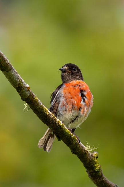Scarlet Robin (Petroica multicolor)