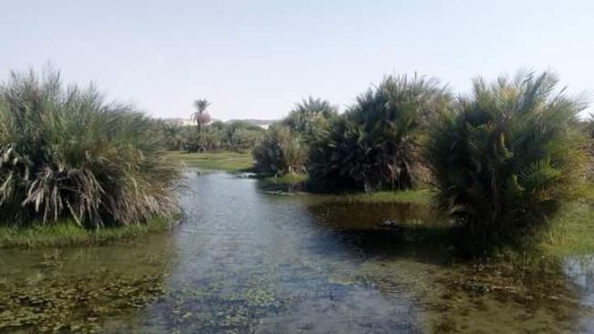 Oasis du Kawar