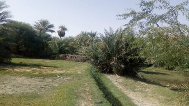 Oasis du Kawar