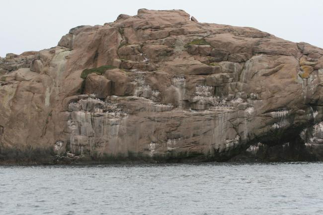 Thick-billed Murre sub-colony.