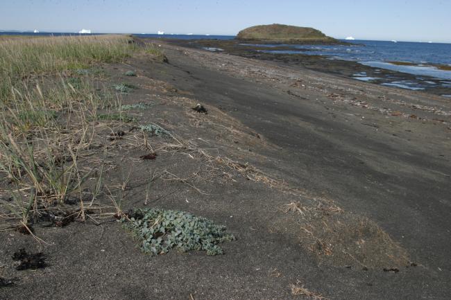 Sandy beach on Niaqornaq.
