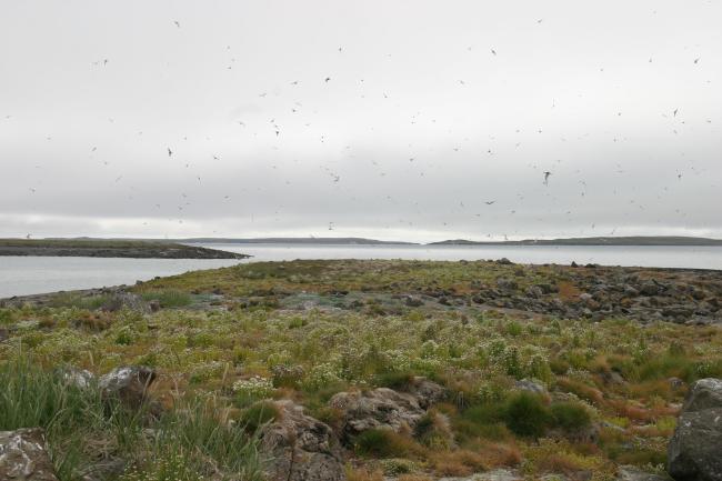 Arctic terns over Saatuuarsuit, the westernmost small islands.
