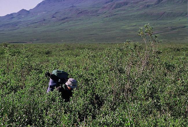 Tall Salix-scrub in Sullorsuaq/Kvandalen