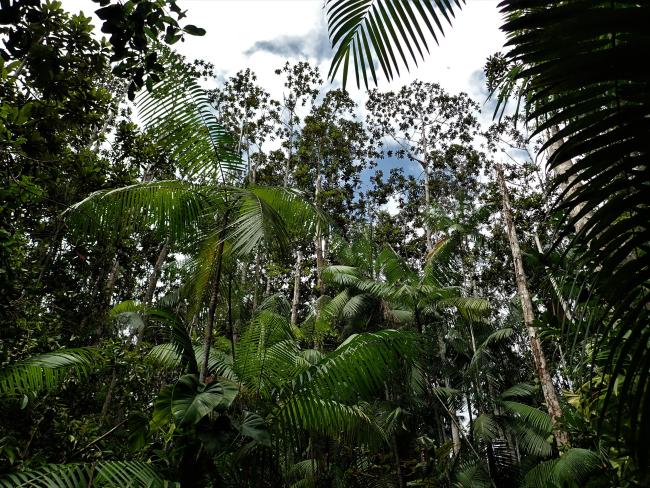 Bosques inundados de orey y euterpe oleracea