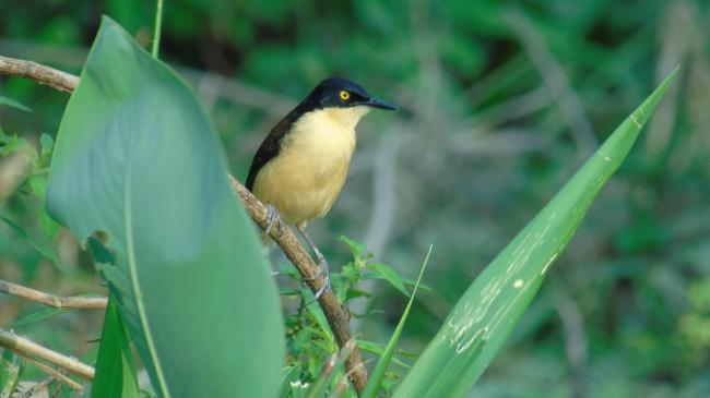 Donacobius atricapilla