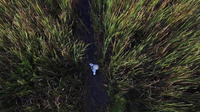 Herbazal inundable de Typha dominguensis