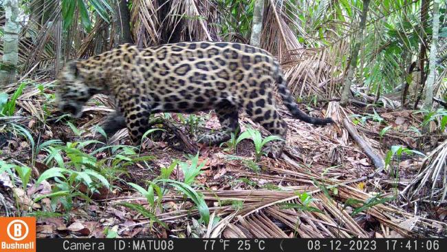 Panthera onca (jaguar)