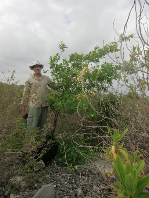 Bourreria  succulenta, planted in a reforestation project in 2006 at Klein Bonaire.