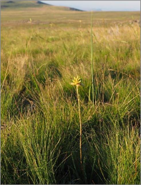 Aloe Modesta, the only sweetly scented aloe in Africa, found on DBNR