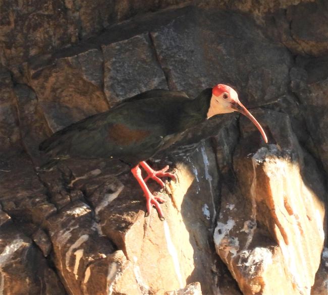 Breeding colony of Southern Bald Ibis at Ibis falls on DBNR