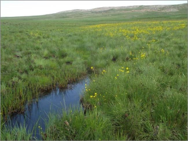 Newly found plant, Bulbine decastroi, associated with wetlands