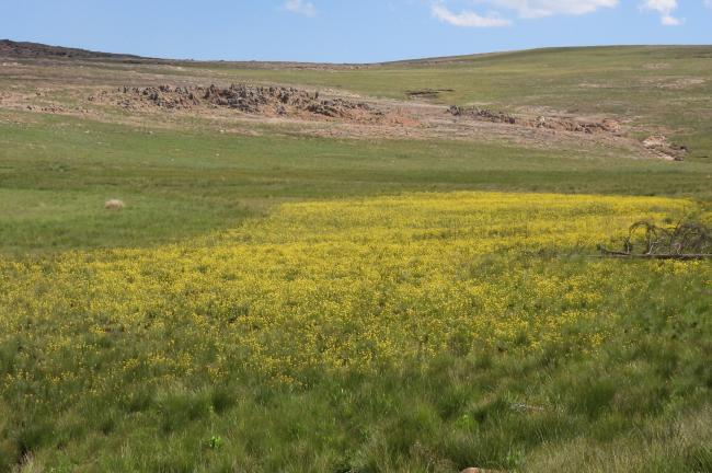 Bulbine decastroi in full bloom in a wetland on DBNR