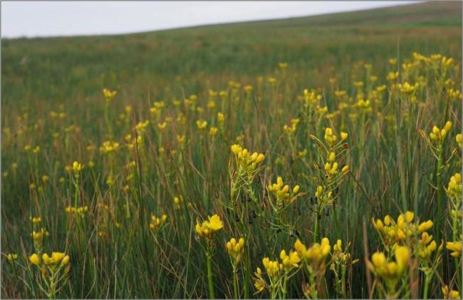 Bright yellow inflorescence of Bulbine decastroi