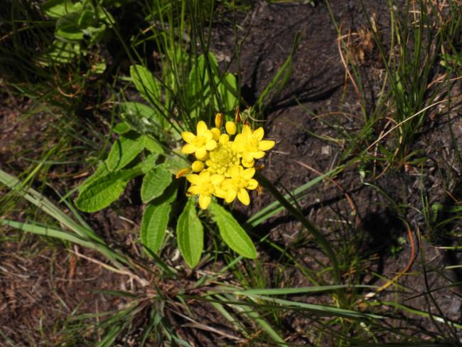 Bulbine decastroi with spectacular inflorescence