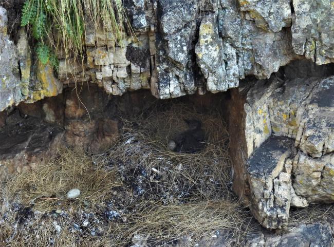 Southern Bald ibis chick on nest as well as an egg in an adjacent nest at the breeding colony on Ibis falls