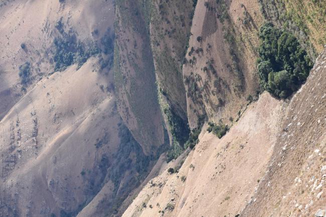 Patches of Afromontane Forest