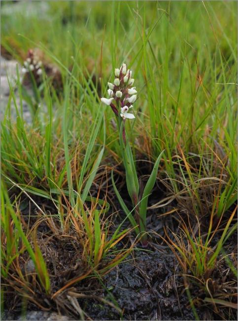 Disa alticola a plant species of conservation concern with a vulnerable status found at DBNR
