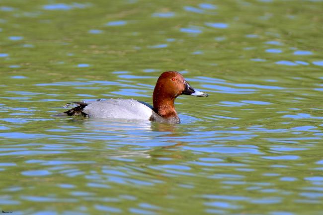 Porrón europeo (Aythya ferina) en la laguna del Rincón, en el municipio de Aguilar de la Frontera (Córdoba)