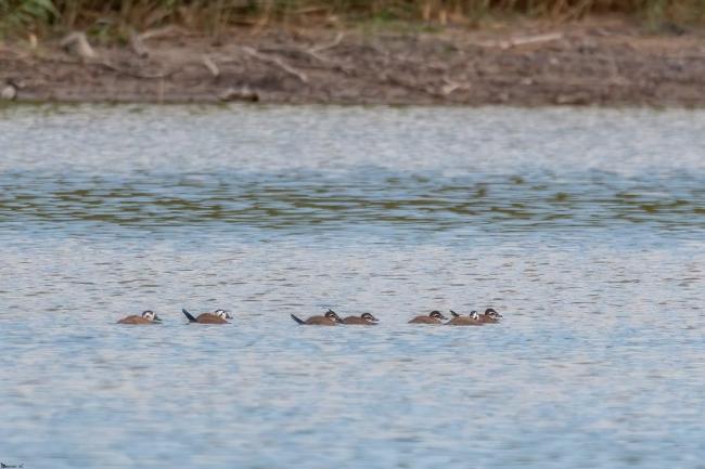 Detalle de un grupo de malvasías cabeciblancas (Oxyura leucocephala) en la laguna de Zóñar, en el municipio de Aguilar de la Frontera (Córdoba)