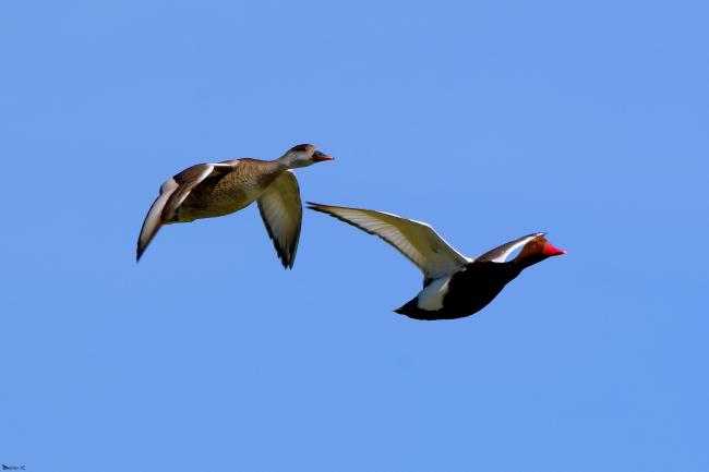 Pareja de patos colorados (Netta rufina) en la laguna de Zóñar, en el municipio de Aguilar de la Frontera (Córdoba)