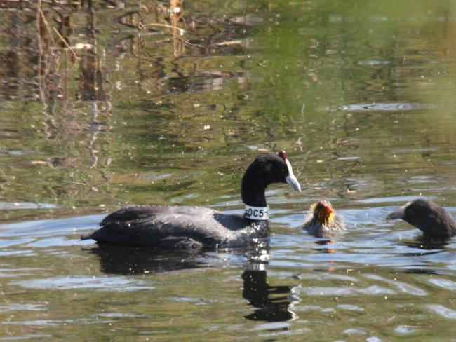 Focha moruna (Fulica cristata), adulto y pollo, en la laguna Amarga, en el municipio de Lucena (Córdoba)