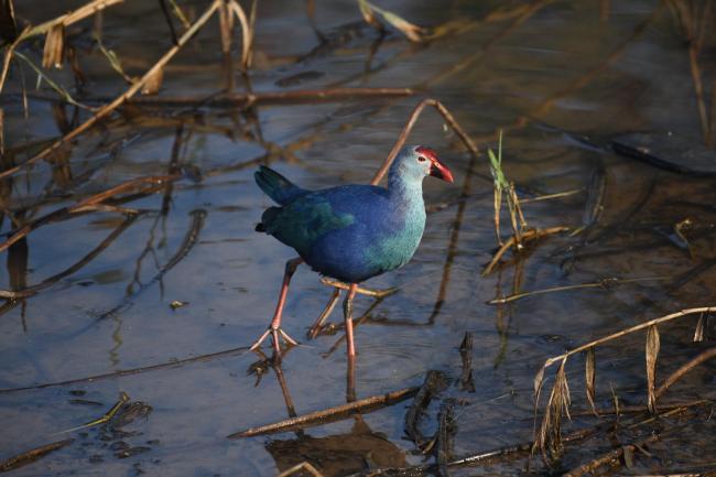 Grey-headed Swamphen