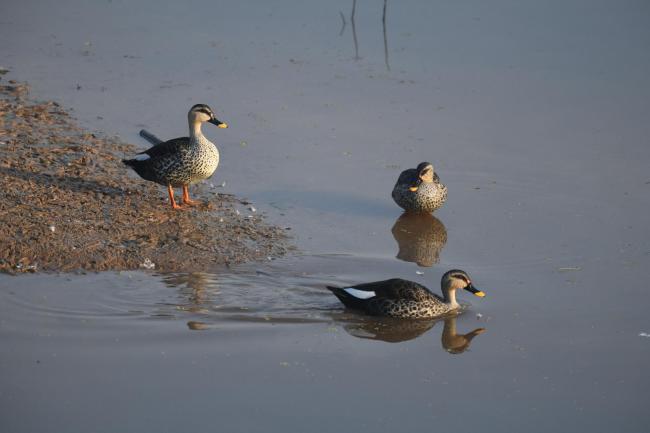 Indian Spot-billed Duck 